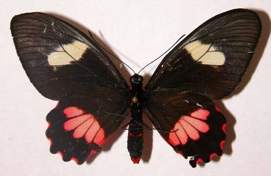 Image de <i>Parides mylotes</i>