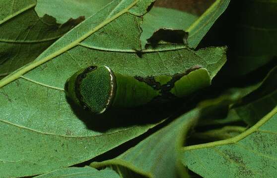 <i>Pterourus victorinus</i>的圖片