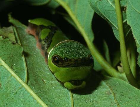 <i>Pterourus victorinus</i>的圖片