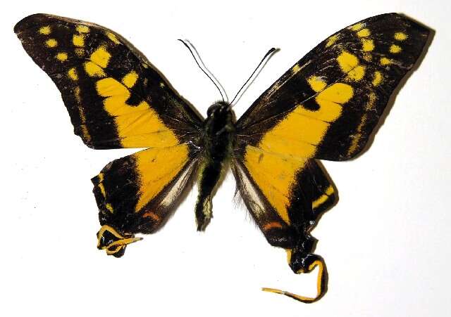 Image de Protographium dioxippus lacandones