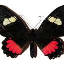 <i>Parides lycimenes</i> resmi