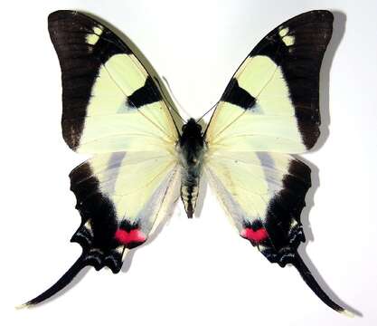 Image de <i>Protographium orabilis</i>