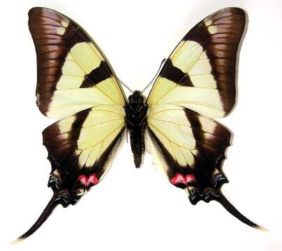 Image de <i>Protographium orabilis</i>