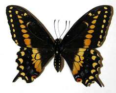 Image of Black Swallowtail