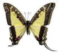 Protographium dioxippus lacandones resmi