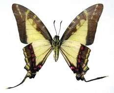 Image of Protographium dioxippus lacandones