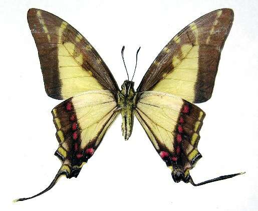 Sivun Protographium dioxippus lacandones kuva