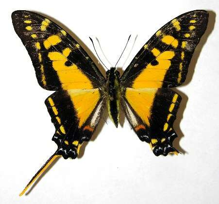 Image de Protographium dioxippus lacandones