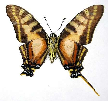 Protographium dioxippus lacandones resmi