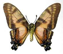 Sivun Protographium dioxippus lacandones kuva