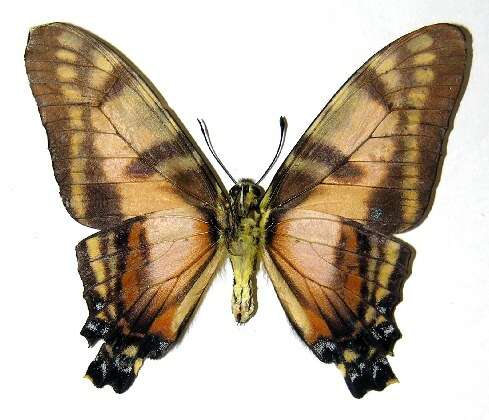 Plancia ëd Protographium dioxippus lacandones