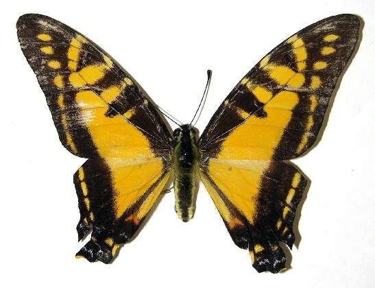 Image de Protographium dioxippus lacandones