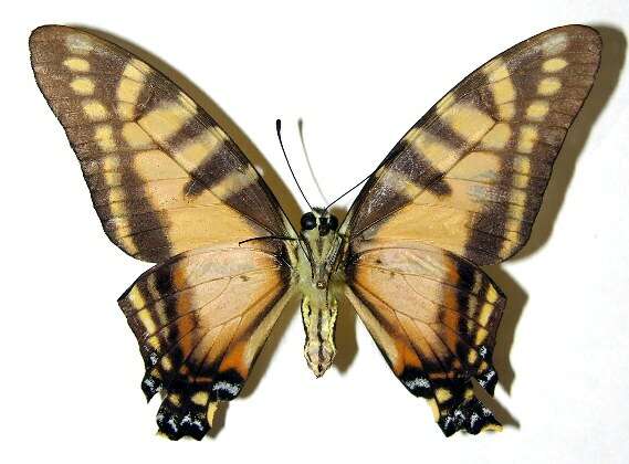 Image de Protographium dioxippus lacandones