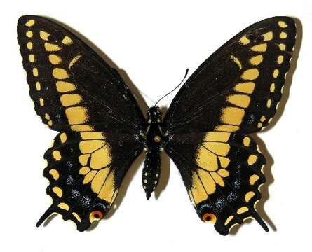 Image of Black Swallowtail