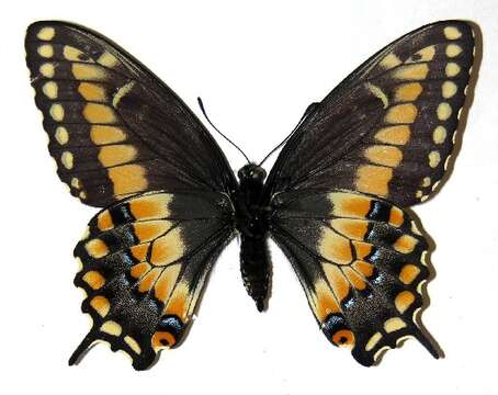 Image of Black Swallowtail