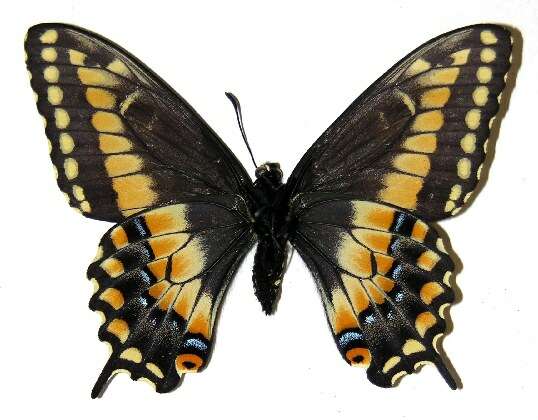 Image of Black Swallowtail