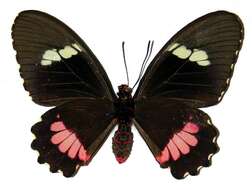 Image of Parides iphidamas (Fabricius 1793)