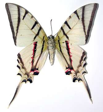 Image of Protographium dariensis