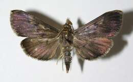 Image of Pilocrocis purpurascens Hampson 1898