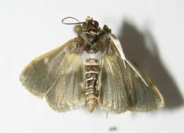 Image of Apilocrocis glaucosia Hampson 1912