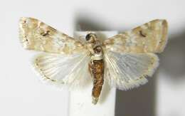 Image of Moth