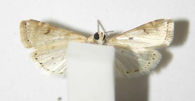 Image of Moth