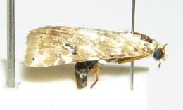 Image of Moth