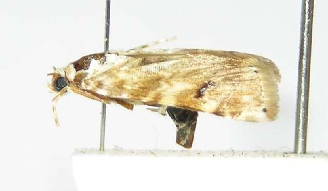 Image of Moth