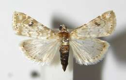 Image of Moth