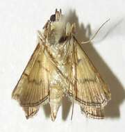 <i>Salbia haemorrhoidalis</i> resmi