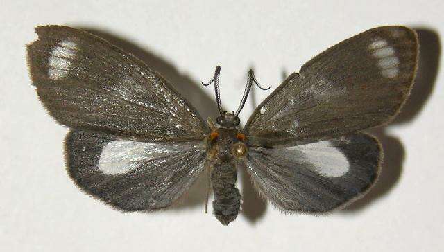 Image of <i>Chrysoglossa norburyi</i>