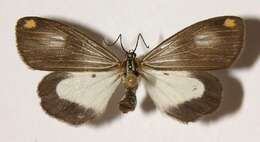 Image of prominent moths