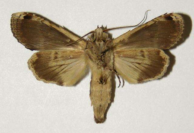 Image of Nystalea ocellata Rothschild 1917