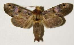 Image of Nystalea ocellata Rothschild 1917