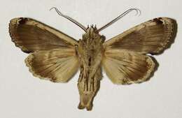 Image of Nystalea ocellata Rothschild 1917