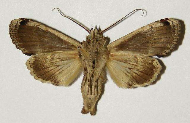 Image of Nystalea ocellata Rothschild 1917