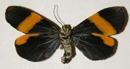 Image of <i>Erbessa albilinea</i>