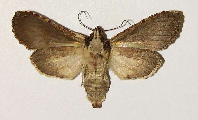 Image of Nystalea aequipars Walker 1858