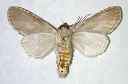 Image of Sericochroa