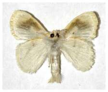 Image of Nesara dalceroides Dognin 1906