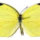 Image of <i>Eurema boisduvaliana</i>