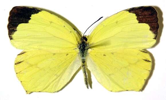 Image of <i>Eurema boisduvaliana</i>