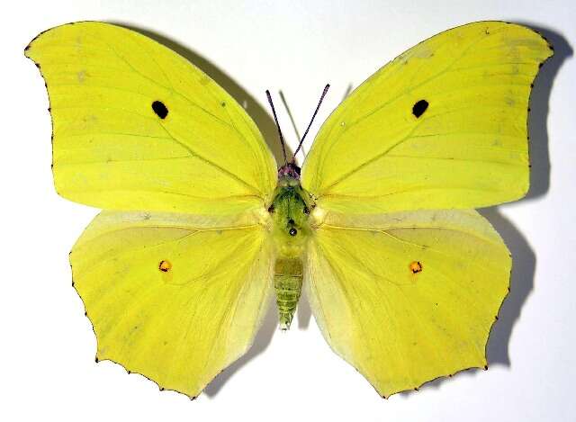 Image of Yellow Angled-Sulphur