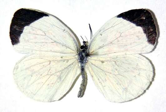 Слика од Eurema albula (Cramer (1775))