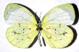 صورة Eurema albula (Cramer (1775))