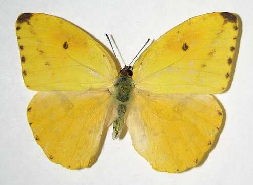 Image of Large Orange Sulphur