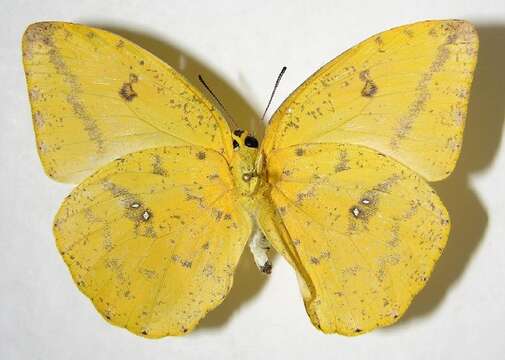 Image of Large Orange Sulphur