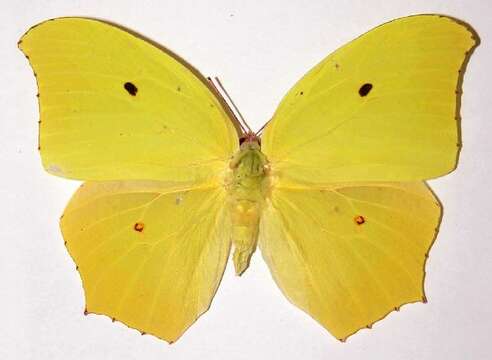 Image of Yellow Angled-Sulphur