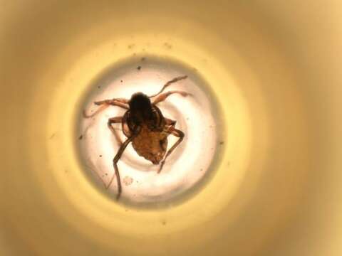Image of Thecabius populiconduplifolius