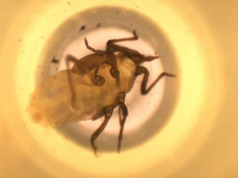 Image of Thecabius populiconduplifolius